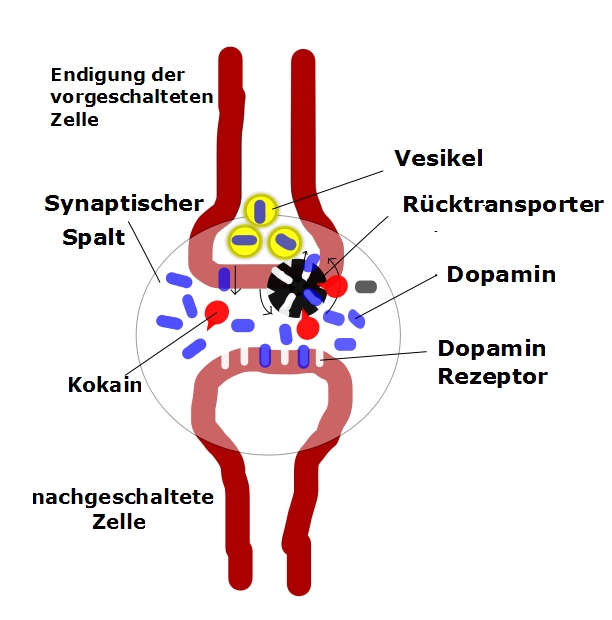 Methylphenidat / Ritalin ist ein Wiederaufnahmehemmer